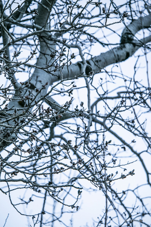 Cottonwood Catkins are out! &copy; riverwindphotography, April, 2019