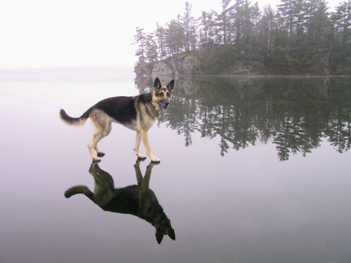 The Lord is my Shepherd. And the Good Lord said, “Fetch not the branch that’s thrown, for there are many more that will fall on their own.” “He maketh me to lie down in green pastures: he leadeth me beside the still waters.”