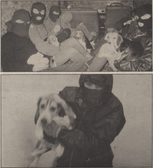angry-hippo: Images from animal liberation raids in the early 1980s.
