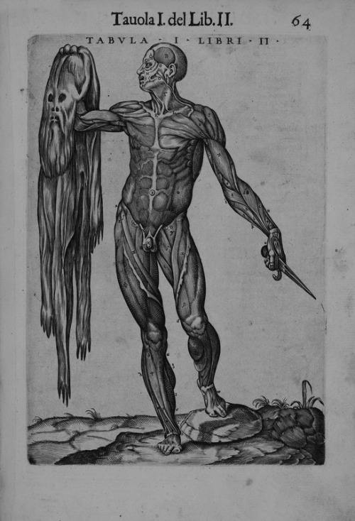 chaosophia218:Juan de Valverde - La Anatomia del Cuerpo Humano (Muscle man holding his skin), 1586.