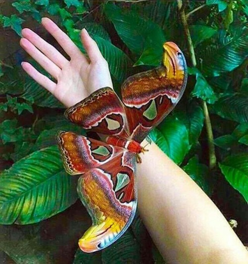 palingenesis144:Atlas Moth by Amber Strickland.