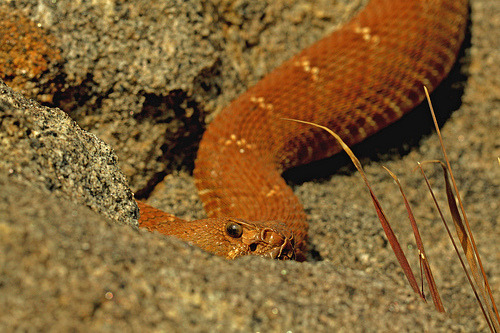 Porn snake-lovers:  Red Diamondback Rattlesnake photos