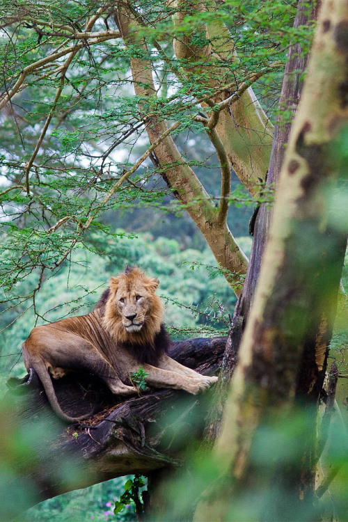 ponderation:  Tree climbing lion by Marco adult photos