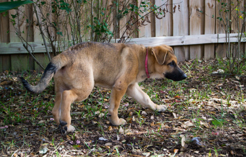 muttdogs: His feets are so heavy you hear THUD THUD THUD THUD as he walks around, hahaha.