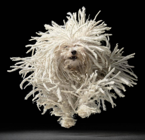 kafkasapartment: Flying Mop contemporary print. Tim Flach. 