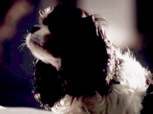 coffeeandmusic82:A tribute to Dash, Queen Victoria’s loyal companion.
