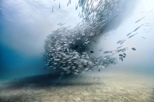 A baitball begins to form in the waters of Cabo Pulmo. Last year (the last time I was underwater!) I