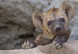 wapiti3:   Hyena cub by Prelena on Flickr. The hyena den had cubs of three different ages and all very curious and playful. A delight to watch and a privilege to witness. This little one was content to leave the boisterious activities to the others. He