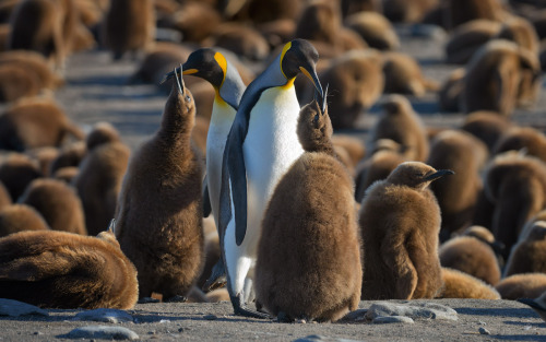 Porn earthandanimals:  King Penguin - the second photos