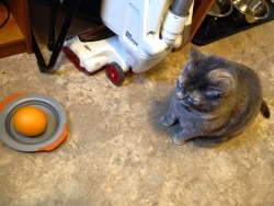 tinybed: hkirkh: Toddler was asked to feed the cat.  Dipsapoinment 