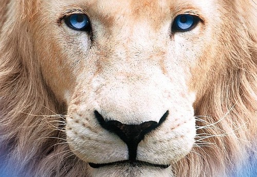 White Lion Apex Predator Bushveld Sabi Sands Conservation | Jukani On We Heart It. Http://weheartit.com/entry/71959991/via/Spase