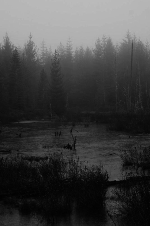 #photography #black and white photography  #black and white #shadow#dark#atmosphere#nature#dark nature#landscape#lake#forest#trees#horse#foggy#mood#travel#pagan#magic#animals
