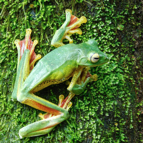 agarwalsonika7:Malabar Gliding Frog