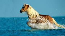 Collect-Your-Reins:  Palomino Horse In Water. 