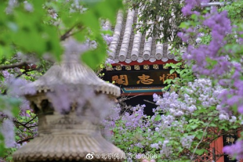 fuckyeahchinesegarden: blossoms in forbidden city by 北京兔儿爷350066