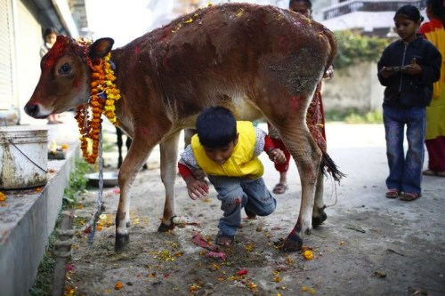 nubbsgalore:following yesterday’s kukur puja (featured here) is today’s gai tihar, the third day of 