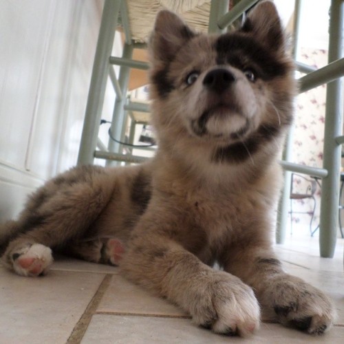 Meet Dany, a 9 week old Pomsky (Pomeranian-Husky Cross) who enjoys looking adorable while causing tr