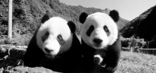 Panda's Love