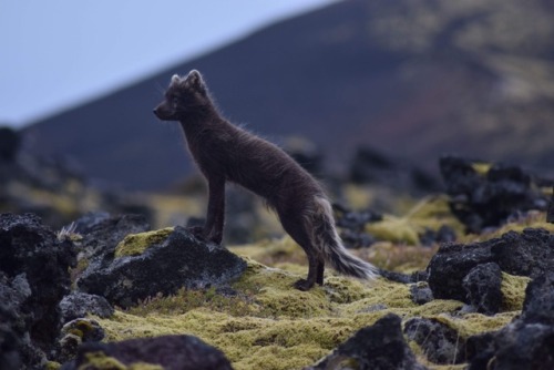 A photo I took in Iceland of an arctic fox cub, June 2018. I still can’t believe I took or saw this,