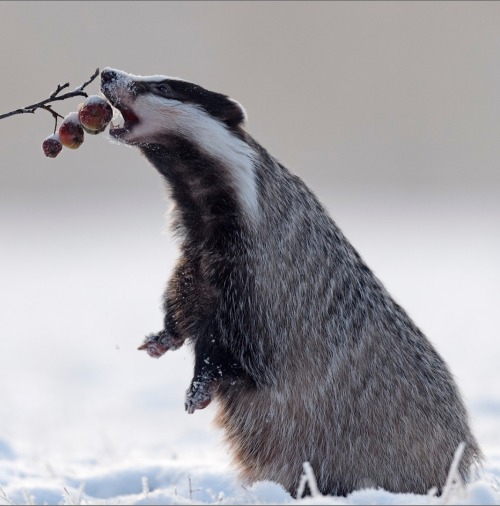 beautiful-wildlife: Zum Frühstück ein Apfel … by © Hans Rentsch Euro