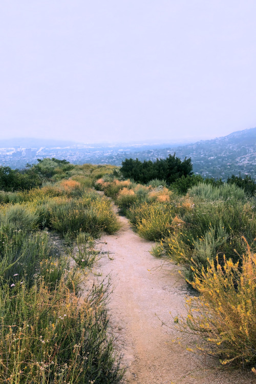 leahberman:wildflower ridge; los angeles, californiainstagram