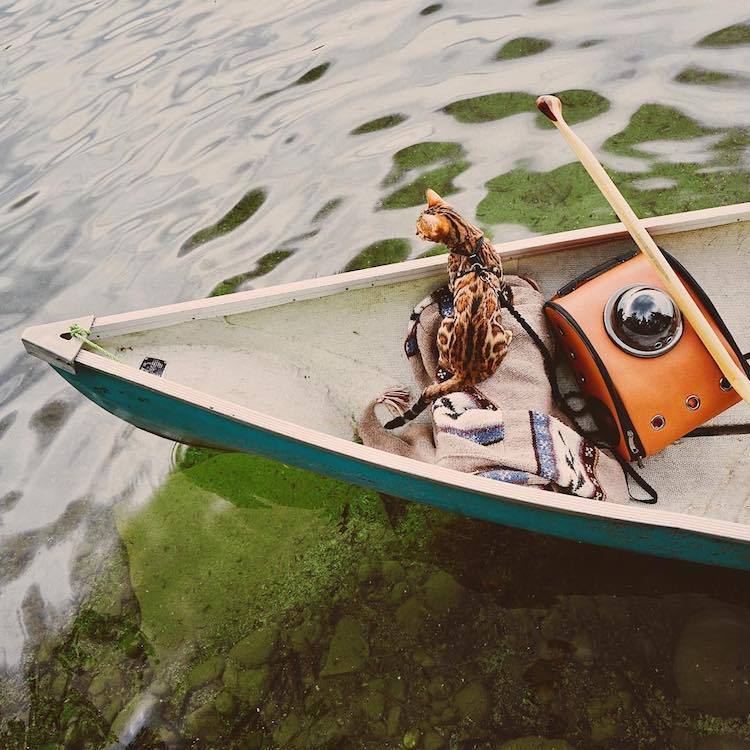 archiemcphee:  Every day is Caturday for Suki the Adventure Cat. Suki is a gorgeous