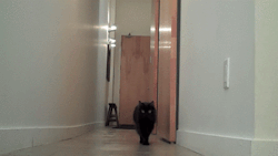 Calidamante:  Jajajaja Pinche Gato!!