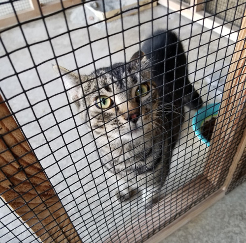 hithren:hithren:hithren:Cat in Need of a Home, CaliforniaOOC, so, excuse me for it, but I wanted to 