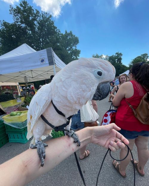 This was Misha’s first time out in a crowd since fall 2019! He was a little shy but still had fun an