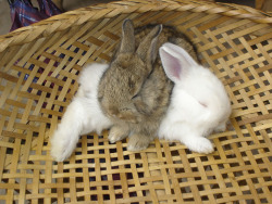 Cutie bunnies