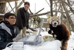 caro:  Red Panda Cuteness, A Definitive Ranking 