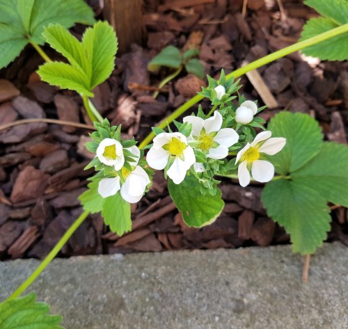 So many healthy pineberry flowers. Last year they had pretty nasty aphid and ant infestations, I hop