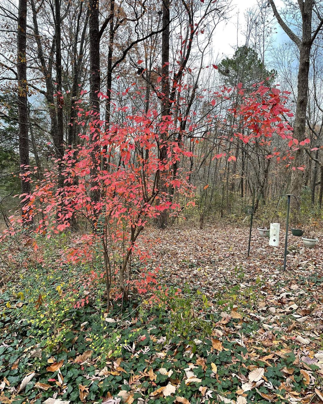 i ❤️ the changes of the blueberry leaves when it’s their time to rest for the season.
https://www.instagram.com/p/Cljwxj8pRJzVX62UroZlpT6_ZErE_uN6okAnxk0/?igshid=NGJjMDIxMWI=