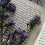 lavender-flowerrrr