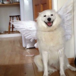 bituinsalupa: A LITERAL ANGEL