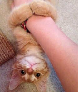 cute-overload:When I first adopted Zeus,