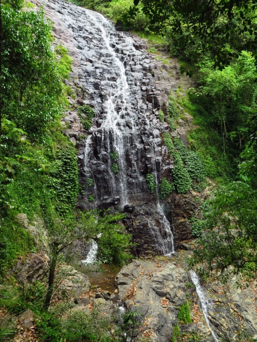 clairebeeds:  Dorrigo national park, part of Australia’s Gondwana Rainforest