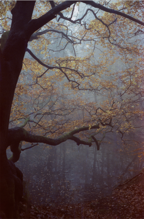 Tree, Fog, Cinestill 800T &amp; Bessa R2AIG: www.instagram.com/tffhopper/Youtube: h