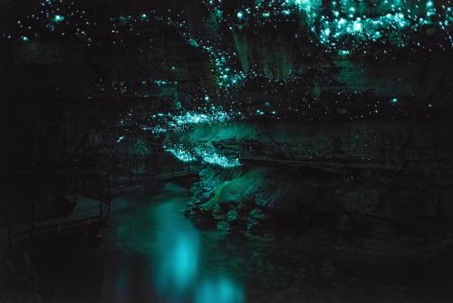 awkwardsituationist:  the waitomo caves of new zealand’s northern island, formed two million years ago from the surrounding limestone bedrock, are home to an endemic species of bioluminescent fungus gnat (arachnocampa luminosa, or glow worm fly) who