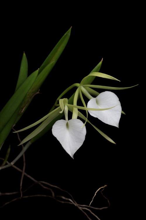 Brassavola nodosa orchid, commonly known as lady of the night, is commonly found in collections and 