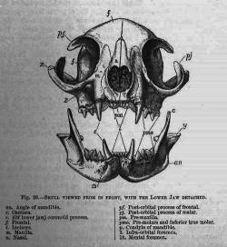 Bat Skulls.