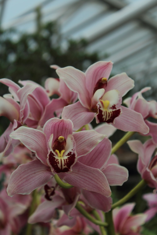 postcards-from-sara: Barbican Conservatory, London