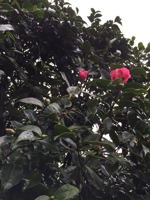 camelia