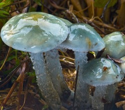 Stropharia cyanea (blue-breen psilocybe)