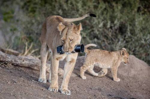 Lioness Steals A Photographers Camera, Gives It To Her Cubs As A New Toy