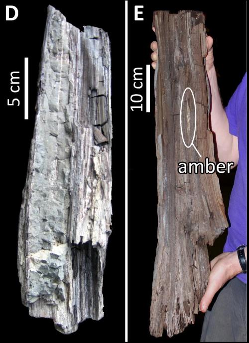 50-MILLION-YEAR-OLD PIECE OF REDWOOD FOUND IN KIMBERLITE PIPEThe piece of Early Eocene wood was disc