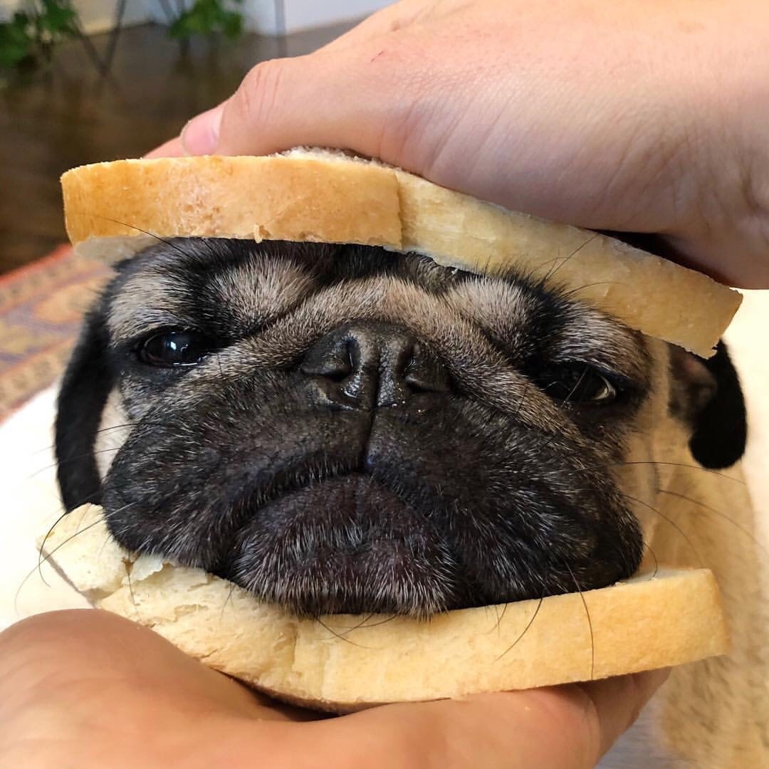 otus500:@itsdougthepug