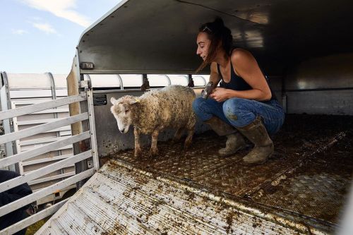 #femalefarmer @sarahhamblin99 persuading the last sheep on the trailer to run down and join her frie