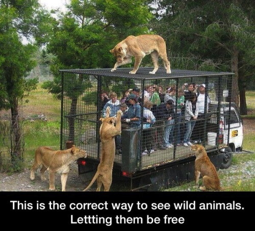 Humor Train