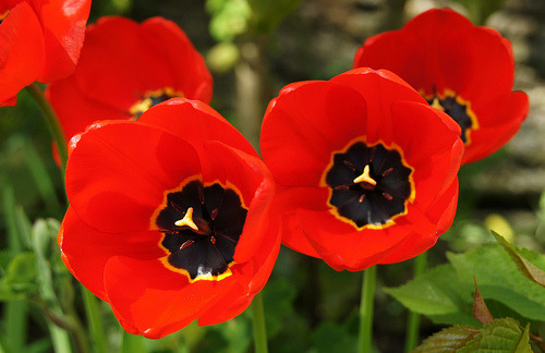 “&hellip;This magical flower suspended between good and evil, light and darkness, healing 